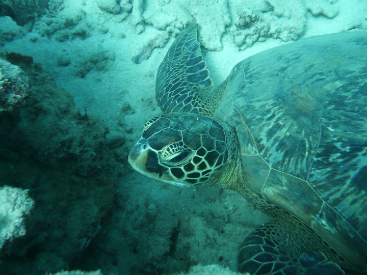 Unique Marine Animals